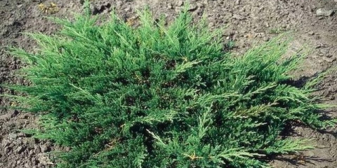 Juniper horizontal: opis, najbolje sorte, sadnja i njega